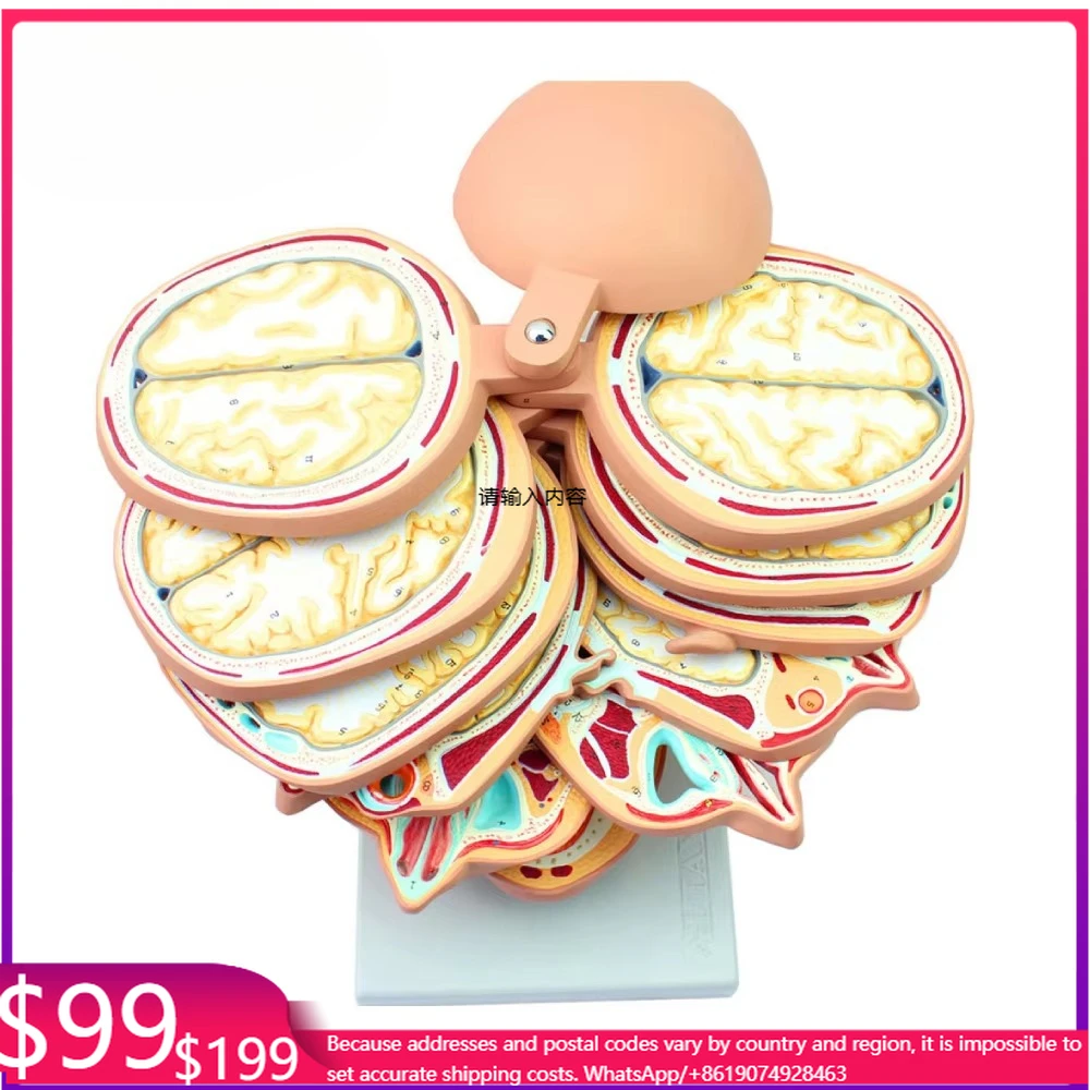 Medical Model Medical Human Torso Horizontal Section Model Half Body Anatomy Model Medical Science Teaching Resources