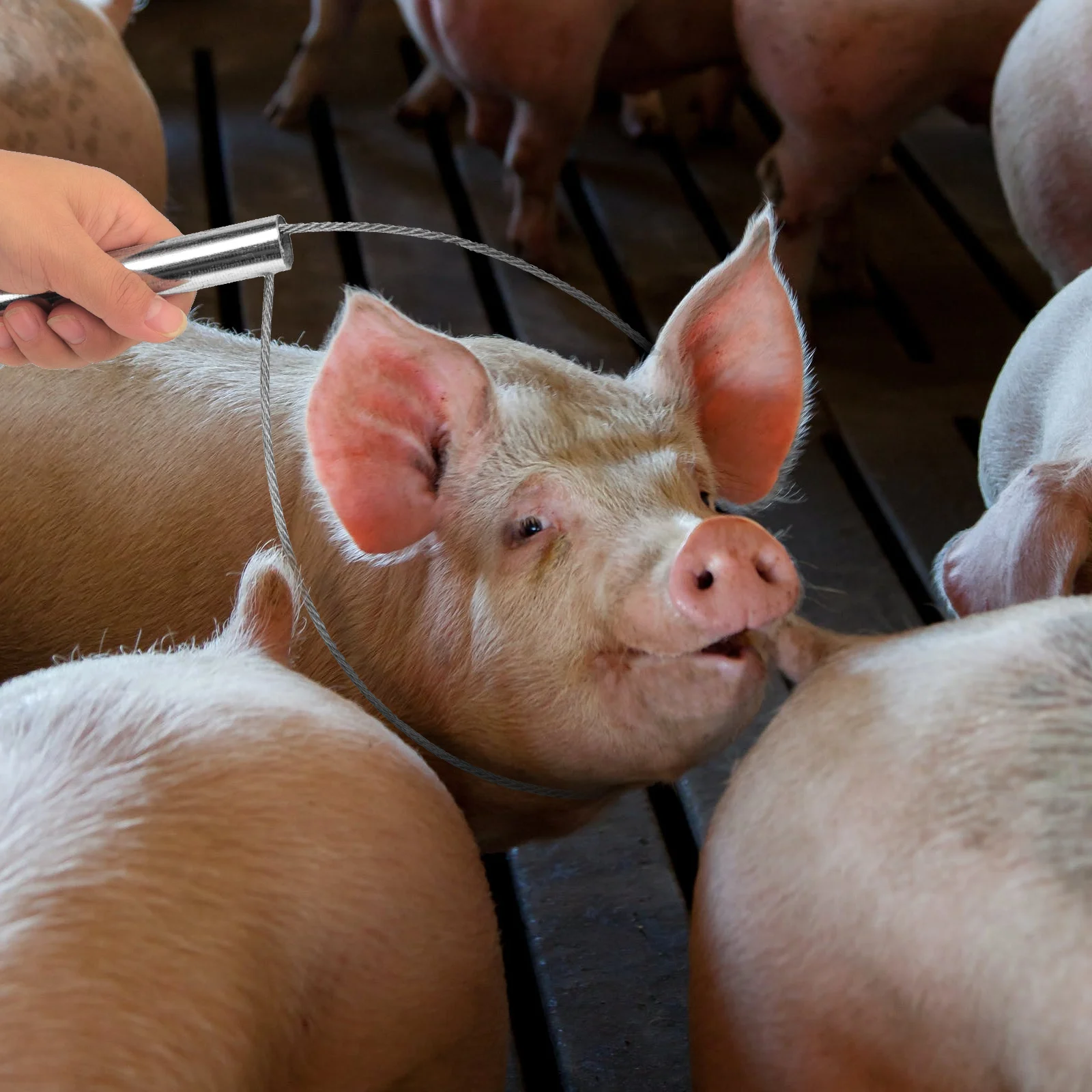 

2 pcs Pig Restraint Catcher Handling Tool Farm Accessories Snare Holder Stainless Steel Durable Design Practical Use