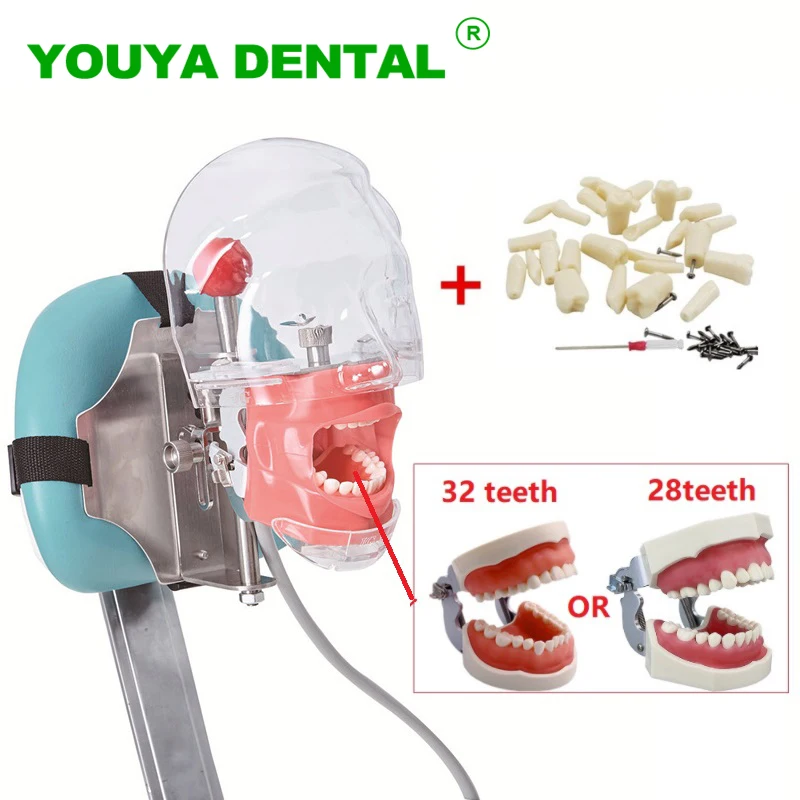 Phantom Dental Simulator Simple Head Model With Teeth For Dentist Teaching Practice Tool Dentistry Demonstration Equipment