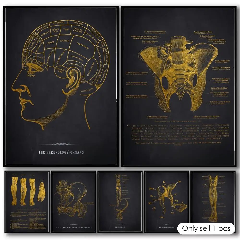 Anatomie-Diagramm Menschlicher Körper Malerei Kalligraphie Baumwoll-Leinwand Wandkunst Poster Qualitäts-Dekorationsgemälde für Heim-Dekoration