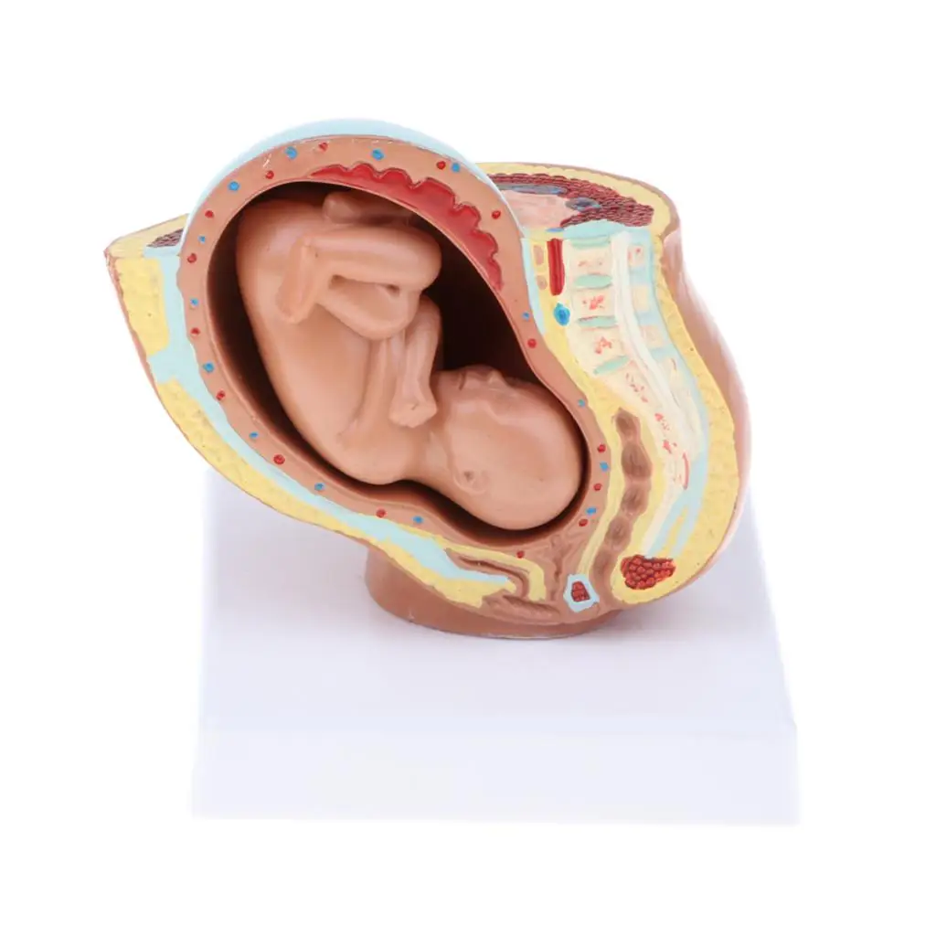 Lifesize 9th Month Pelvis Section Fetus Models Human Fetal Development Model Biology Study Display Lab Ornament