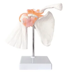 Anatomical Shoulder Joint Model Anatomy Skeleton, Human Body Shoulder Ligament Model