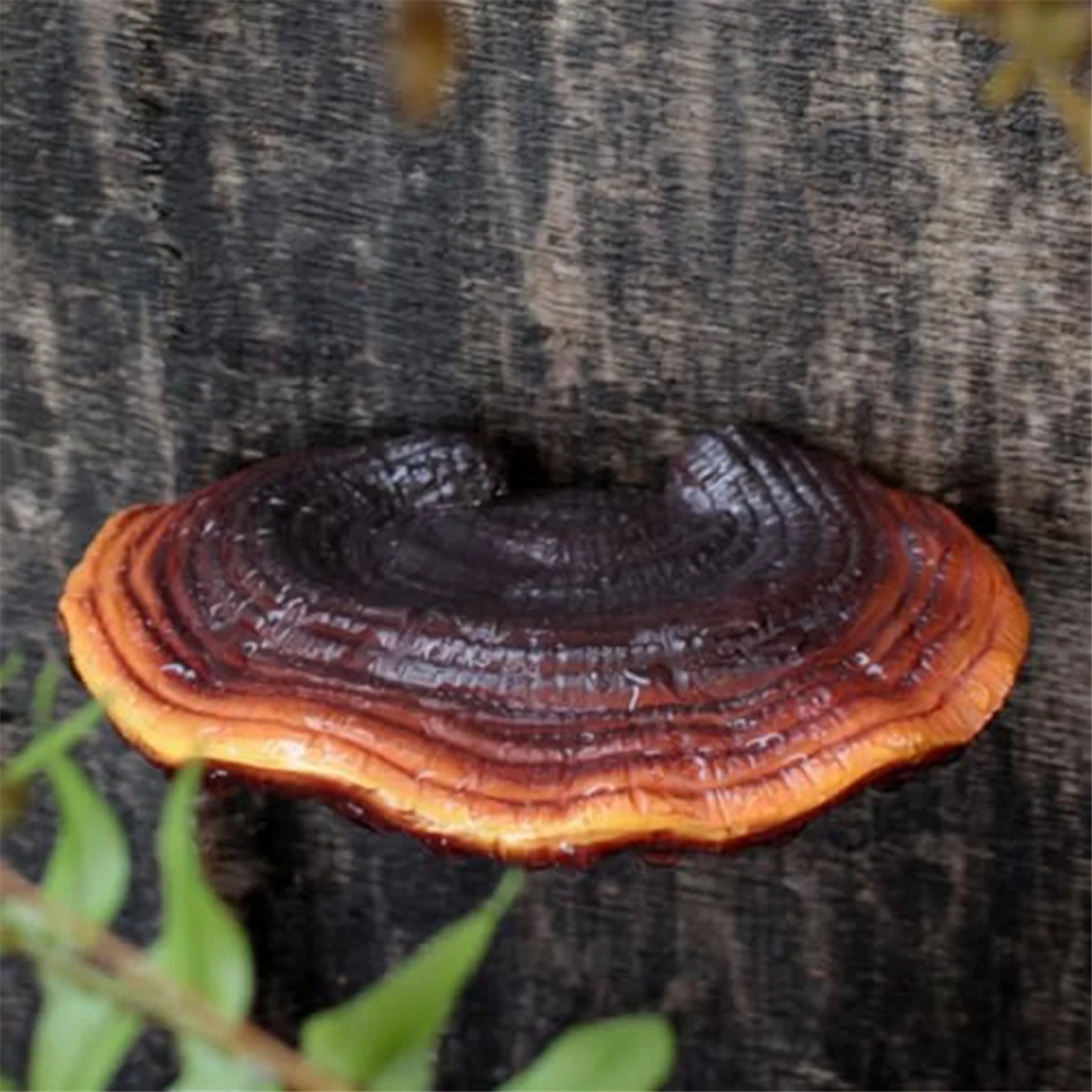 

New Set of 5 Mushroom Shelf Wall Decor Small Wall Shelf for Bedroom Resin Mushroom Decor Floating Shelves Corner Wall Decor