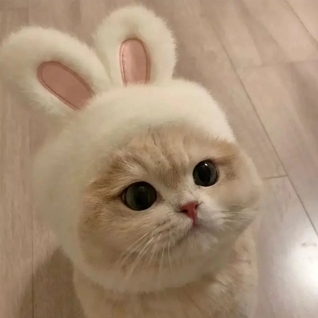 

Cat Dog Pet Hood Cat Rabbit Hat Can Dress Up Rabbit Ear Hat for Cat