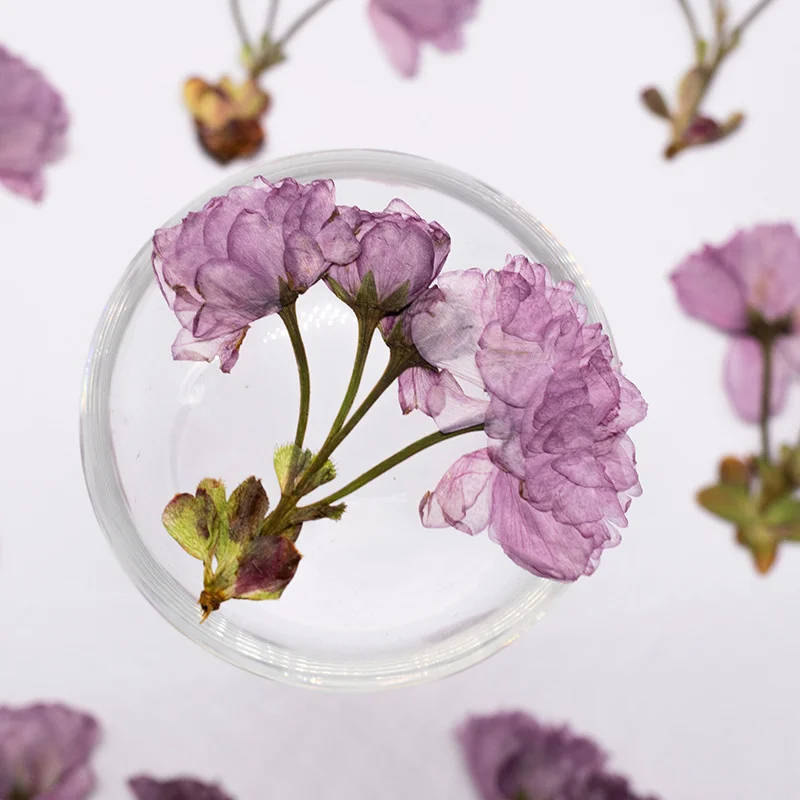 48Pcs New Product Guanshan Cherry Blossom Side-Pressed Multi-Head Dried Flowers DIY Real Leaf Plant Specimen Bookmark Pressed Flower Table Lamp Decoration Painting Material Kit Craft Decoration