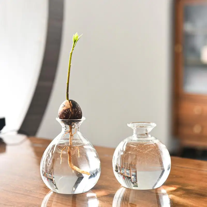 Avocado Seed Starter Vase Transparent Glass Vase Vase for Growing Plant Glass Seed Growing Kit for Gardening Lovers