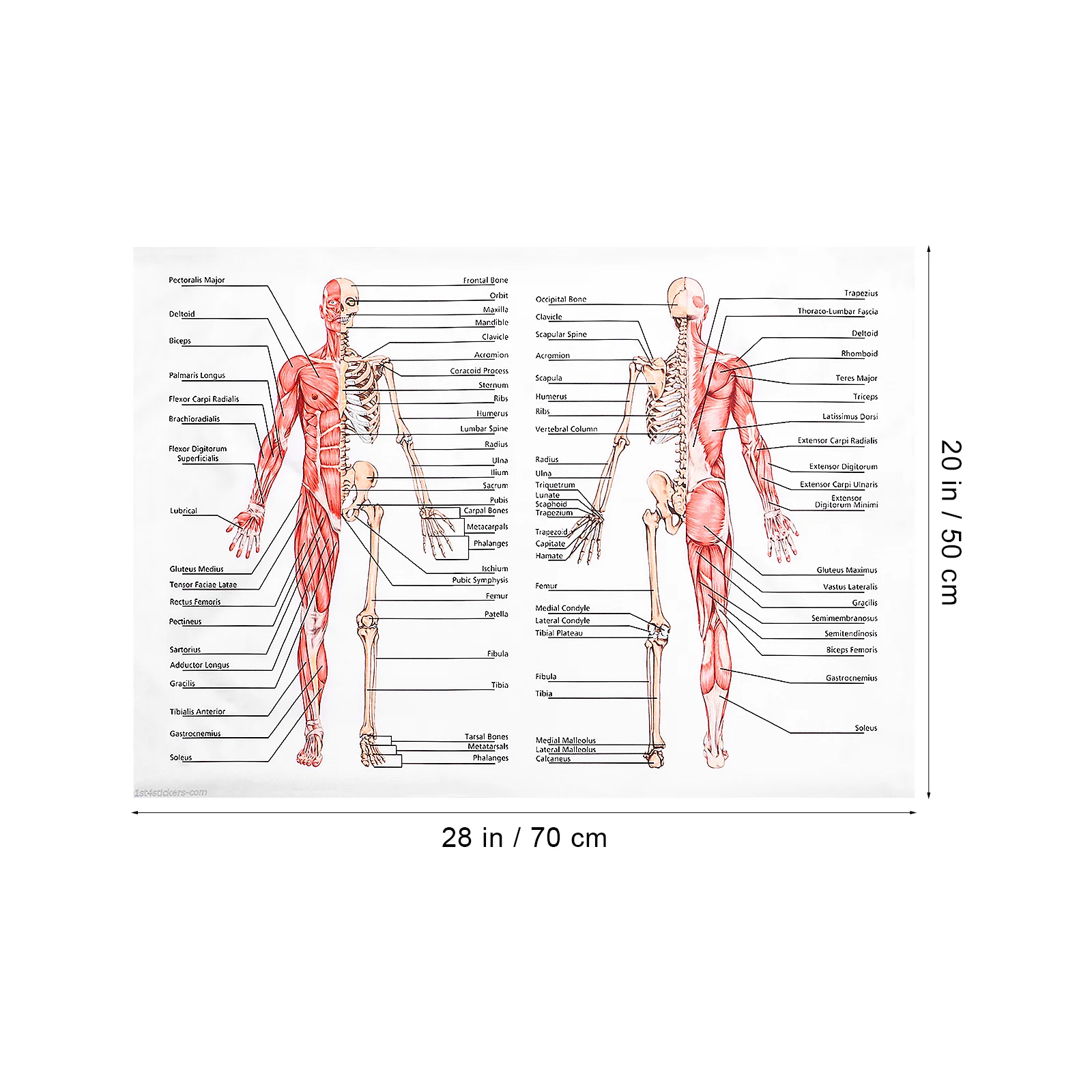 Human Dissection Poster Skeletal System Set Anatomy Muscular Anatomical Posters for Hanging Walls