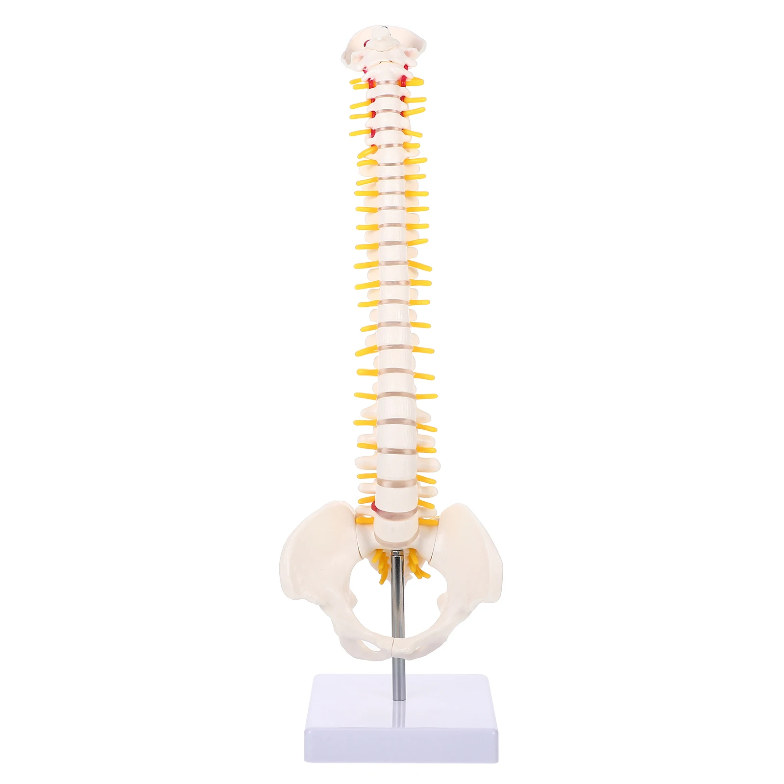 

1Pc 45cm Human Spine Model Human Bone Tailbone Pelvis Spine Spine Anatomical Spine Model For Medical Training Spine Model For