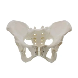 Life Size Female Pelvis Model, Hip Model - Female Anatomy Model, Hip Bone Pelvic Model Female Anatomical Model