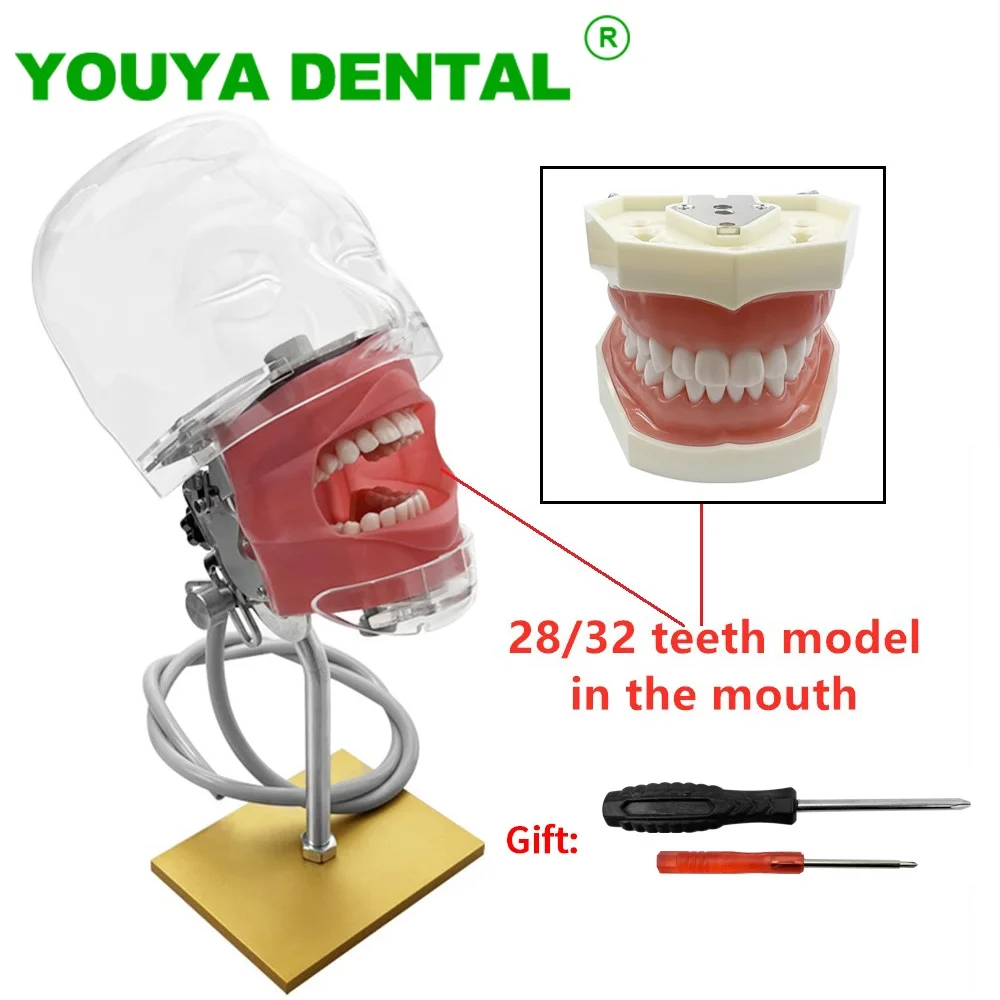 Simple Head Model Dental Simulator Phantom Manikin With 28/32 Teeth Model Typodont Dentist Student Teaching Practice Dentistry