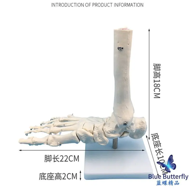 Modelo de hueso del pie, modelo de hueso del pie, modelo de función de articulación del pie adulto, articulación del pie humano sin ligamento