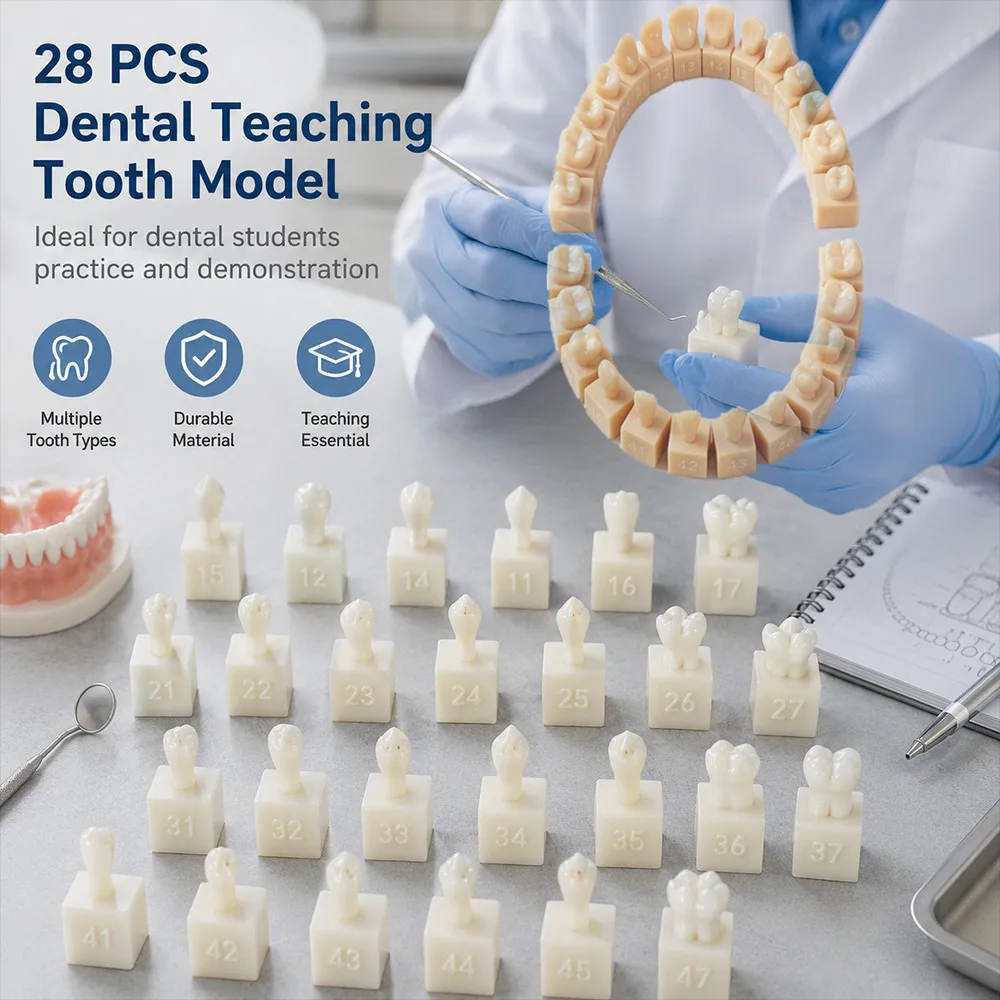 28 pièces Modèle dentaire permanent en résine Typodont, dents individuelles pour la pratique de la préparation de cavités, outil de démonstration pédagogique en dentisterie