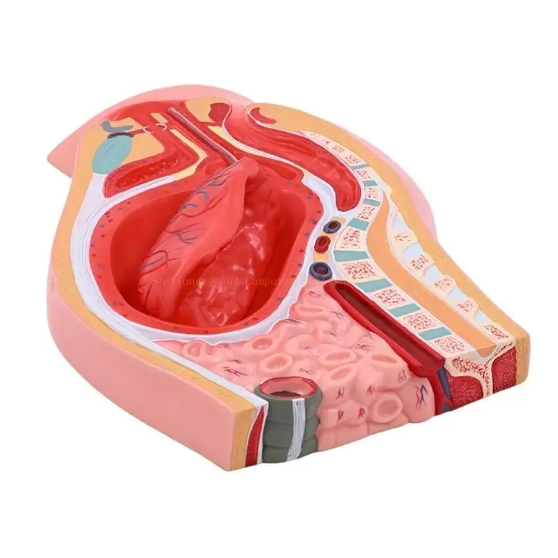 Female Reproductive System Anatomy Model for Educational Use
