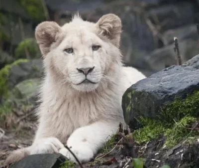 

RC 137*50mm 2.2 inch Soft Rubber Tire for 1/10 Axial SCX10 90046 TRX4 D90 D110 RR10 Wraith RC Crawler Car Upgrade Tyres