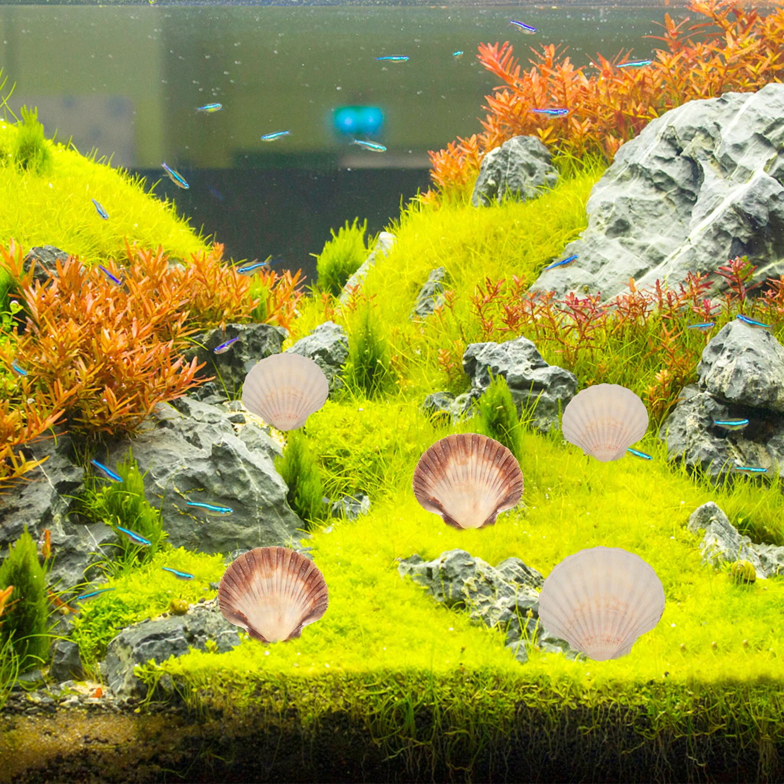 

10Pcs Natural Shell Scallops DIY Handicraft Accessory for Fish Tank Decoration Aquarium Shell Ornament DIY Handicraft Accessory