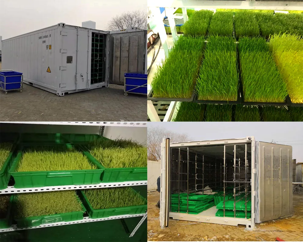 Fully Automatic Hydroponic Bean Sprout Fodder Farming System Cultivation Farm Grow Box Room Container Growing Equipment