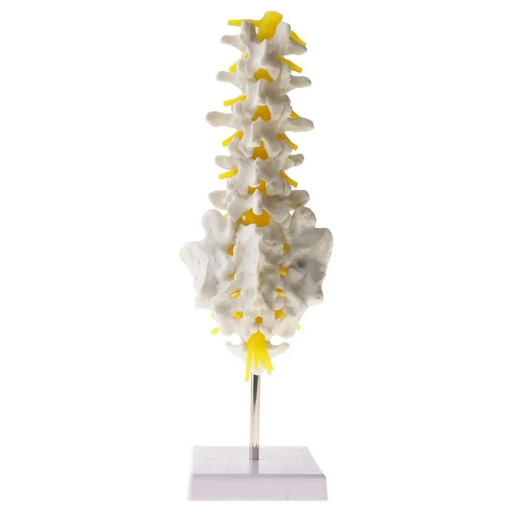 1:1 Human Spine  Vertebrae W/Sacrum Coccyx Skeleton Model Kits