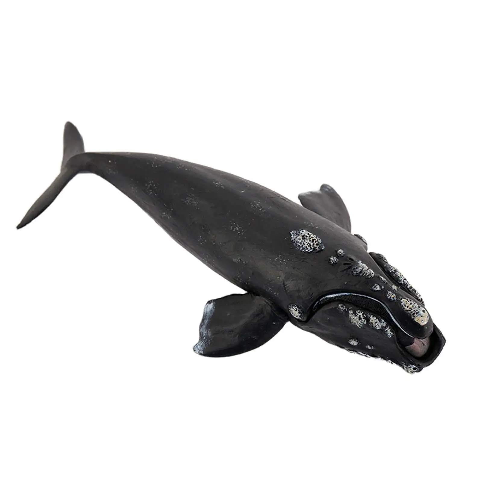 Whale Action Figure Simulation Marine Animals Aquarium Sea Life Role Play for Children Boys Girls Kids Toddlers Birthday Gifts