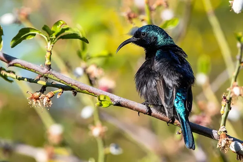 Flywoo BQNANO V1.0 بوصلة ومستشعر بارو (0.6 جرام) لطائرة بدون طيار FPV خفيفة الوزن DIY #1