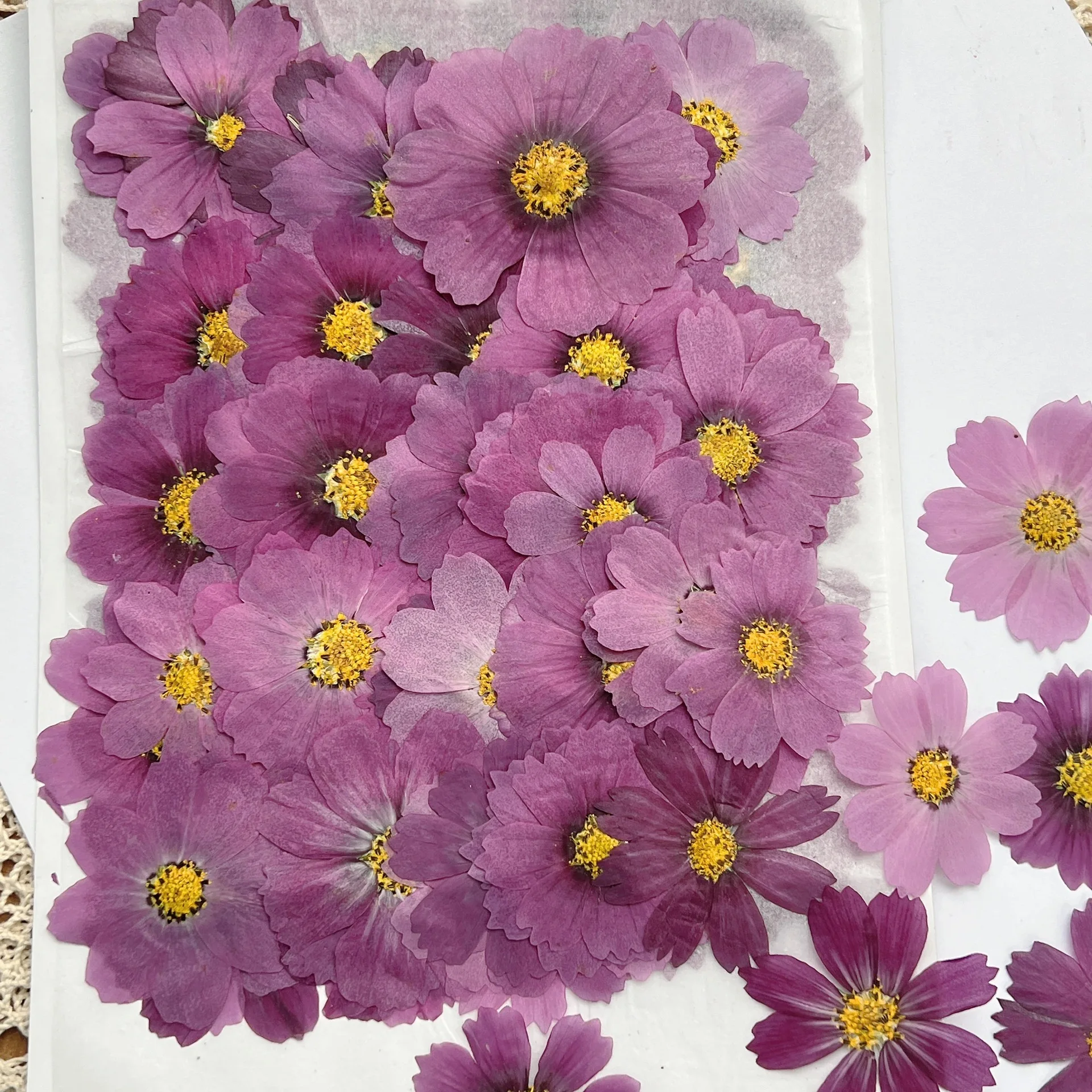 100Pcs Cosmos Dried Flower Pressed Plant Specimens Kidsren's Handmade Postcards Greeting Cards Bookmarks - view 4