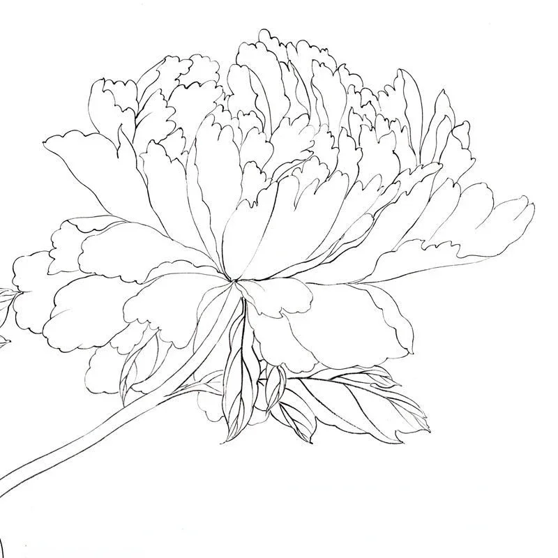 Chinese Painting Peony Line Draft Paper Meticulous Painting Print Flowers Line Copying Drawing Manuscript with Coloring Picture