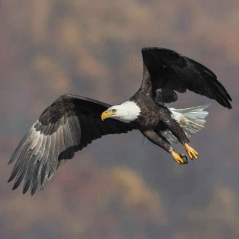 

1/12 масштабная радиоуправляемая модель автомобиля SG1201/SG1202, четырехколесный 4-дпривод, высокоскоростной внедорожный бесщеточный корпус автомобиля для пустыни