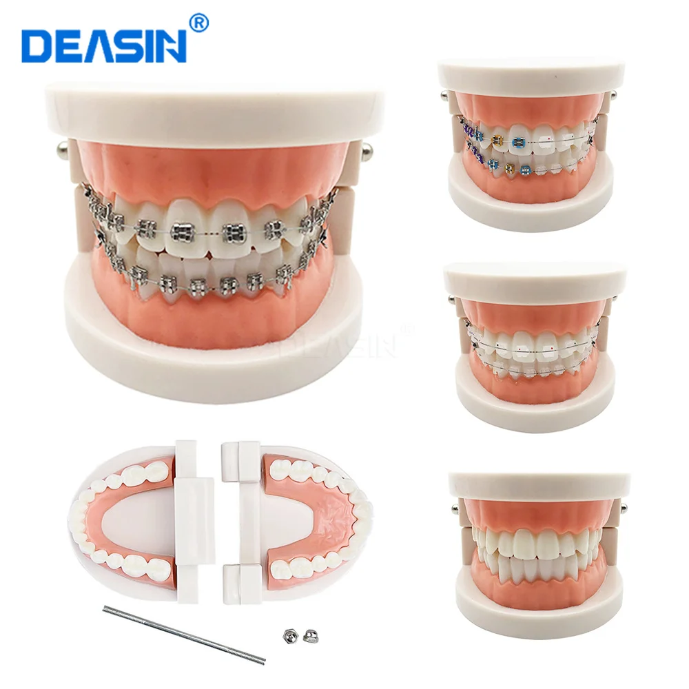 

DEASIN Dental Model Standard Dental Orthodontic Teeth Model With Braces Metal / Ceramic Brackets For Dentistry Education Study