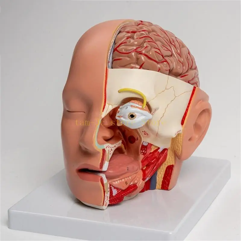Human Anatomy Model Shows Cerebellums, Brainstem, Eyeball, Human Anatomical Model for Lecture Report