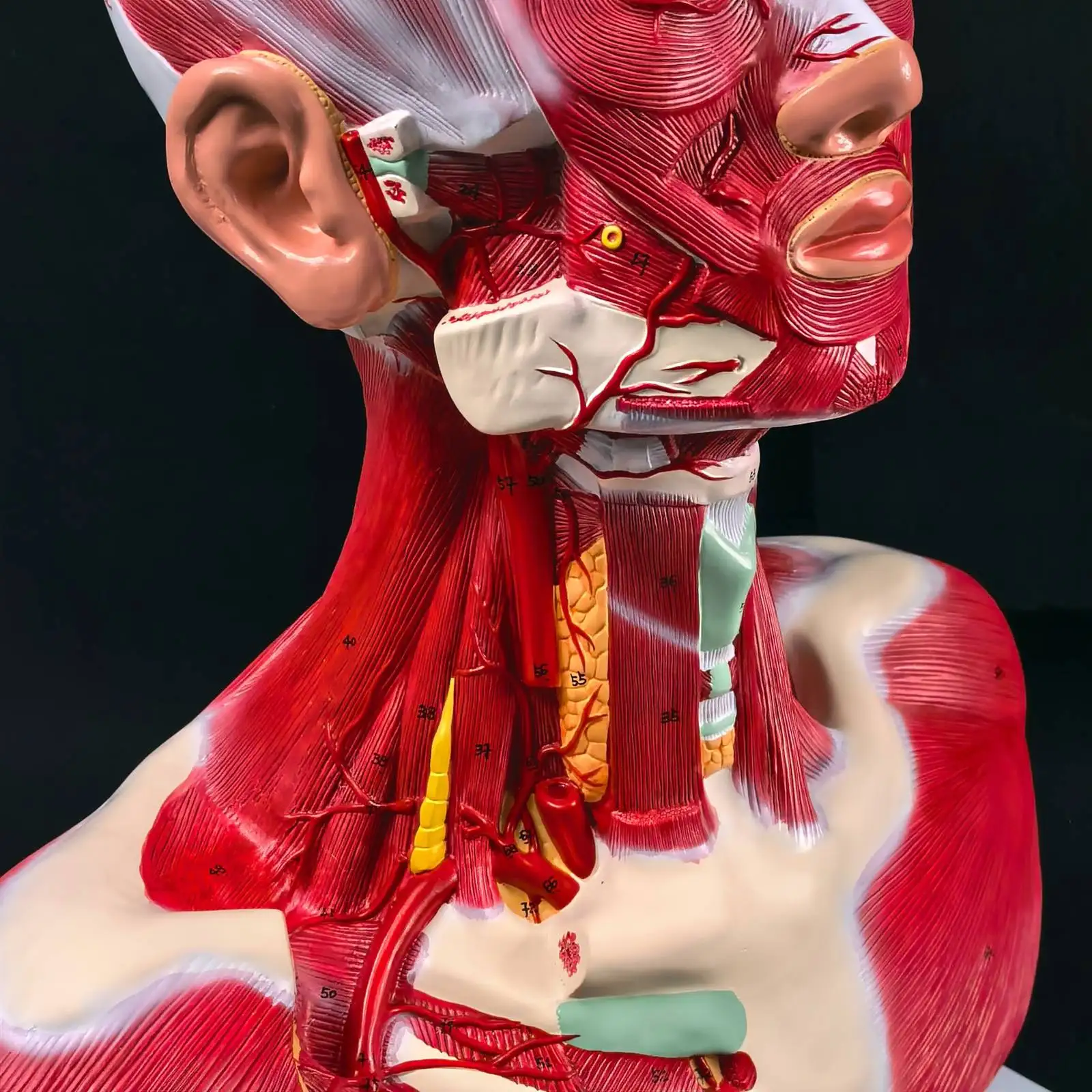 Modello di soluzione per il collo e il torace con testa umana in PVC Modelli didattici medici
