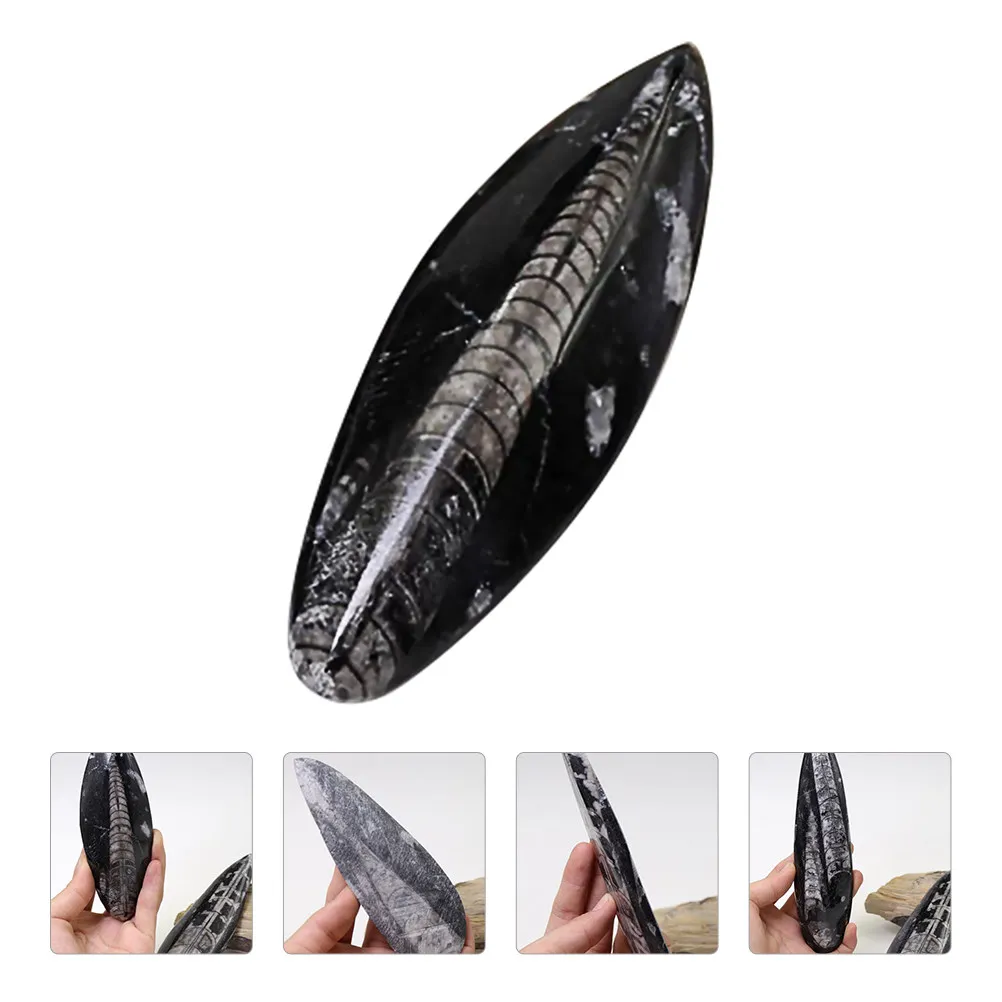 

Ортосерс: Палеонтологический образец, научный минеральный декор, учебное пособие, образовательный инструмент, настольное украшение