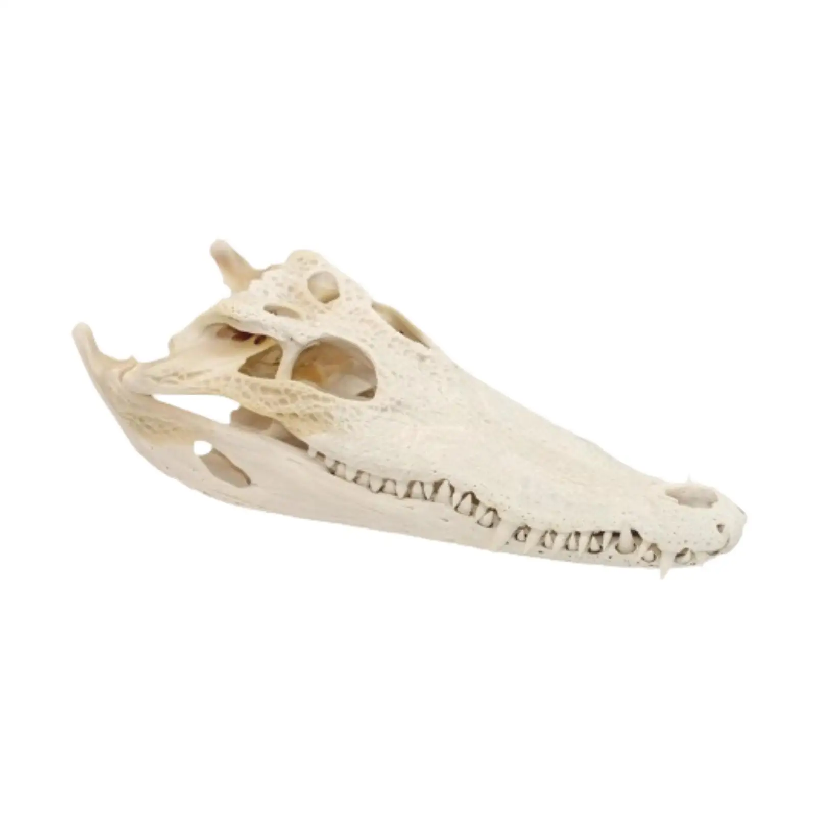 

Realistic Alligator Skull Retro Style Animal Skull for Party Desktop Bedroom