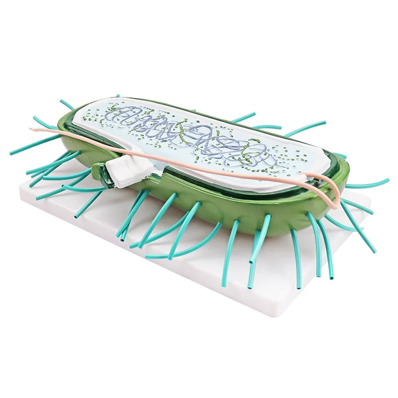 Lab Virus Model for Teaching, 29.5*19.5*9cm, Detailed Structure Instructional Equipment