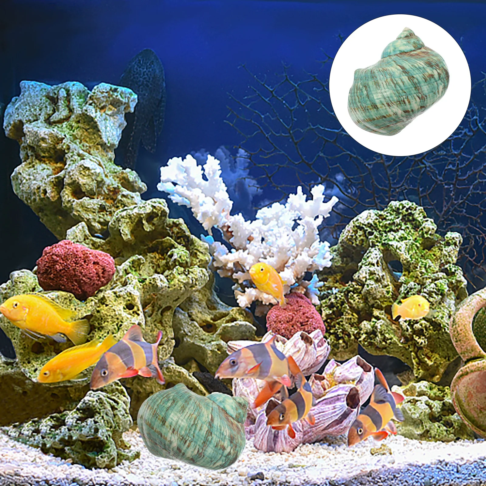 

Natural Conch Decor for Fish Tank Aquarium Landscaping Ornament Crafts Shell Set DIY Accessories Ecological Bottle Decor