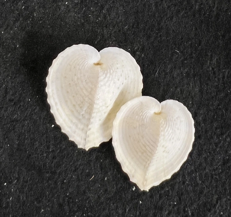 Natural Conch Shell Jewelry Box, Pearl Shell, Scallop Shell Crafts