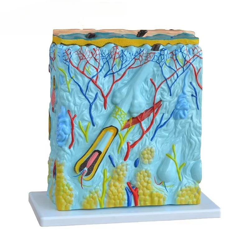 Modelo humano de anatomia da pele 3D para educação científica médica em ensino de anatomia