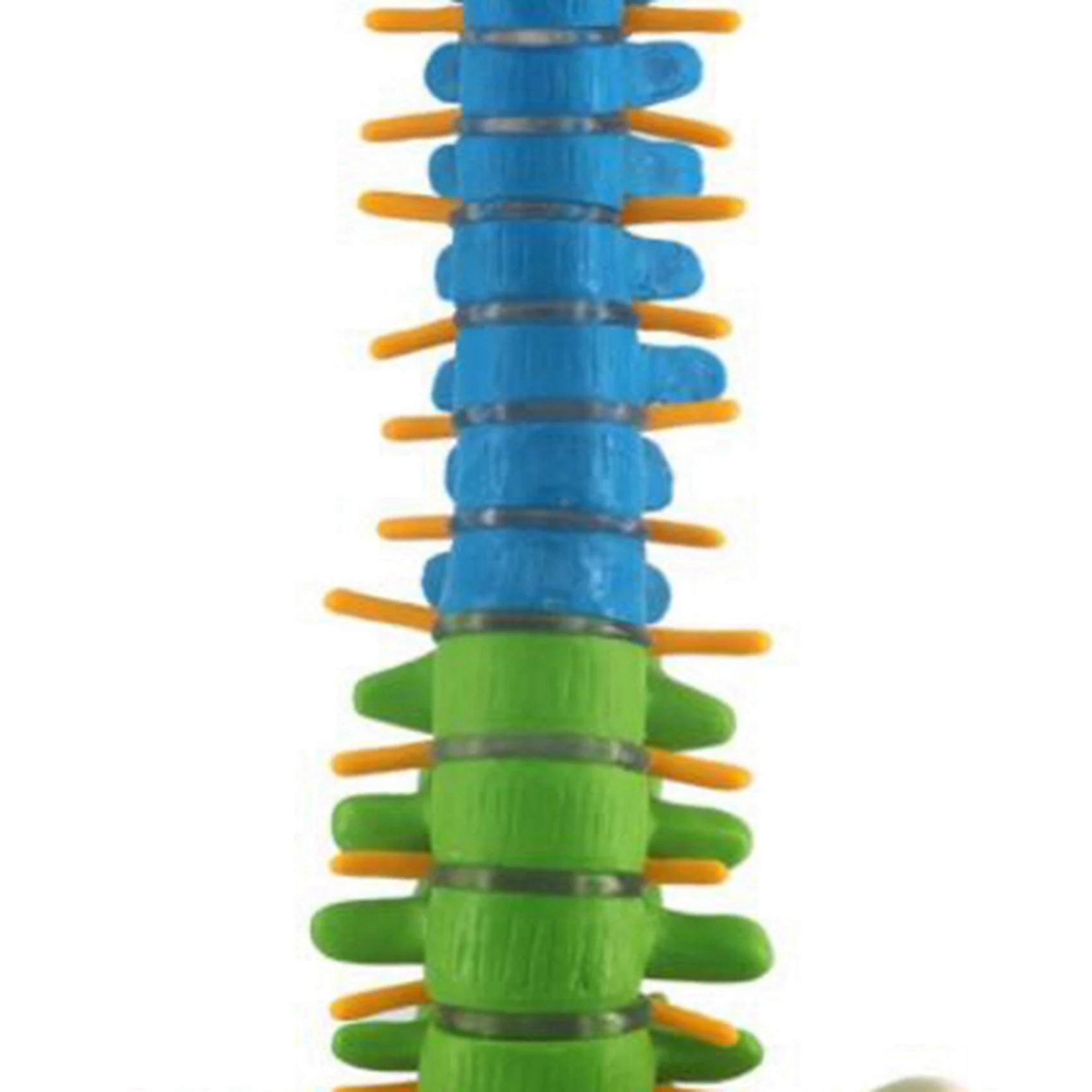 leading-2x-45cm-modello-anatomico-umano-della-colonna-vertebrale-con-pelvica-risorse-didattiche-per-studenti
