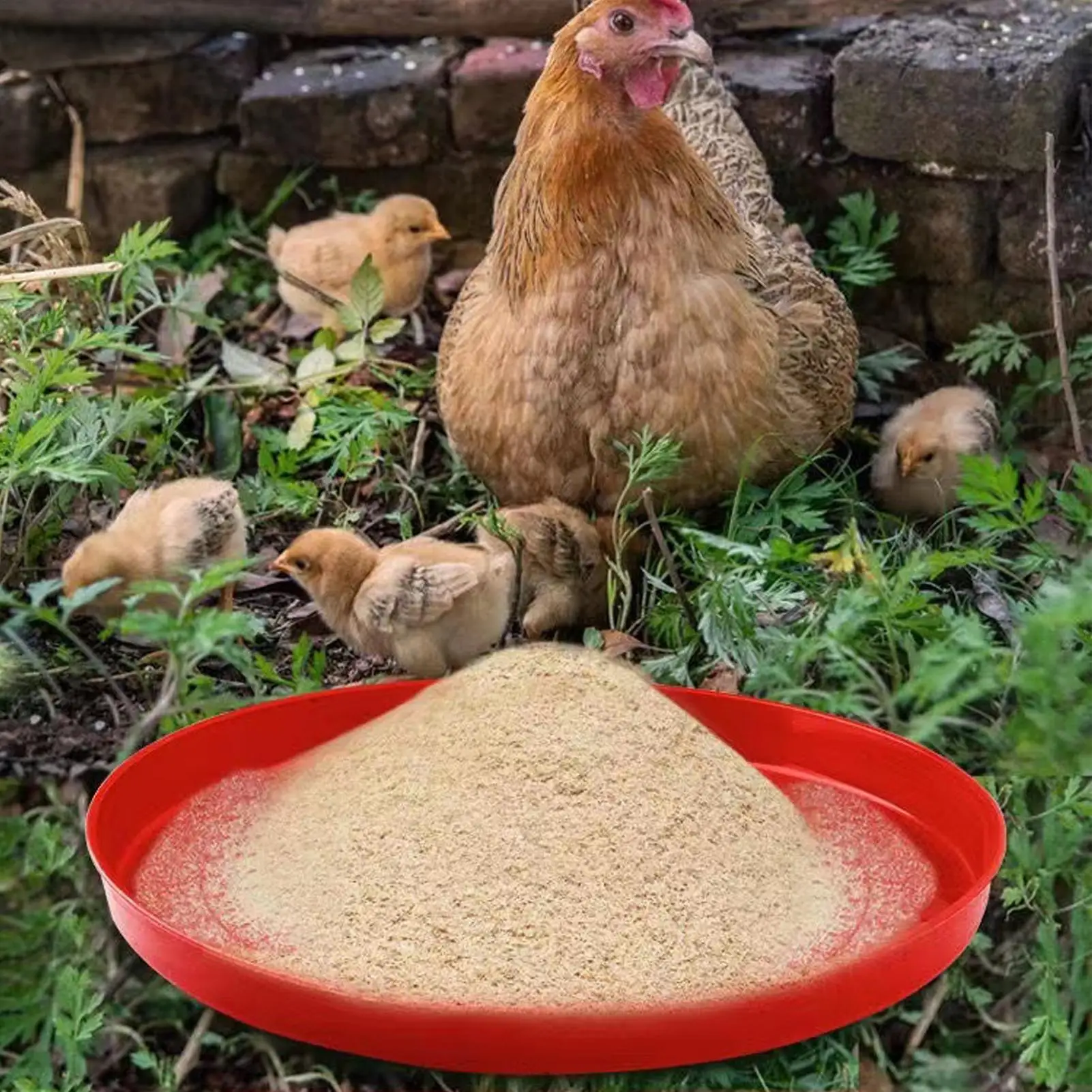 Poultry Feeding Pla…