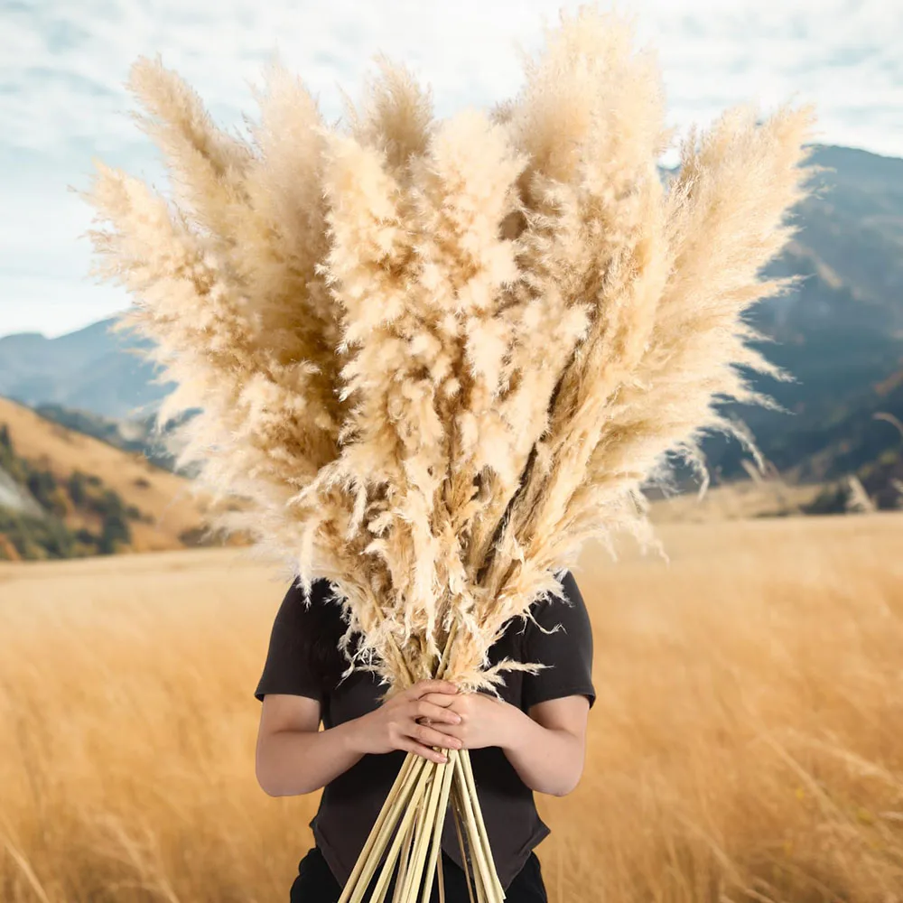 Natural Dried Real Pampas Grass Large Fluffy Tall Stems 10/30pcs for Floor Vase Living Room Bedroom Home Decor Wedding Centerpiece Bridal Bouquet Boho Rustic Farmhouse Fall Thanksgiving Decor Plumas De Pampas - view 2