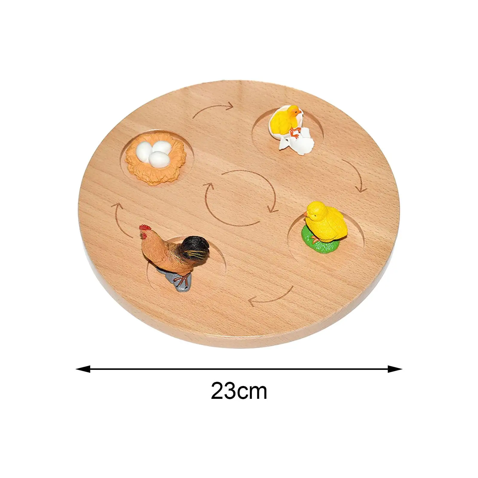 Life Cycle Board Educational Biology Birthday Gifts Puzzle Montessori Toys