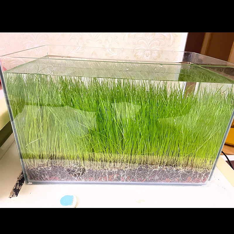 100~500g Aquarium Water Grass Mud Bottom Filtration Fish Tank Nutrient Soil Black Water Grass Landscaping Crystal Shrimp Mud