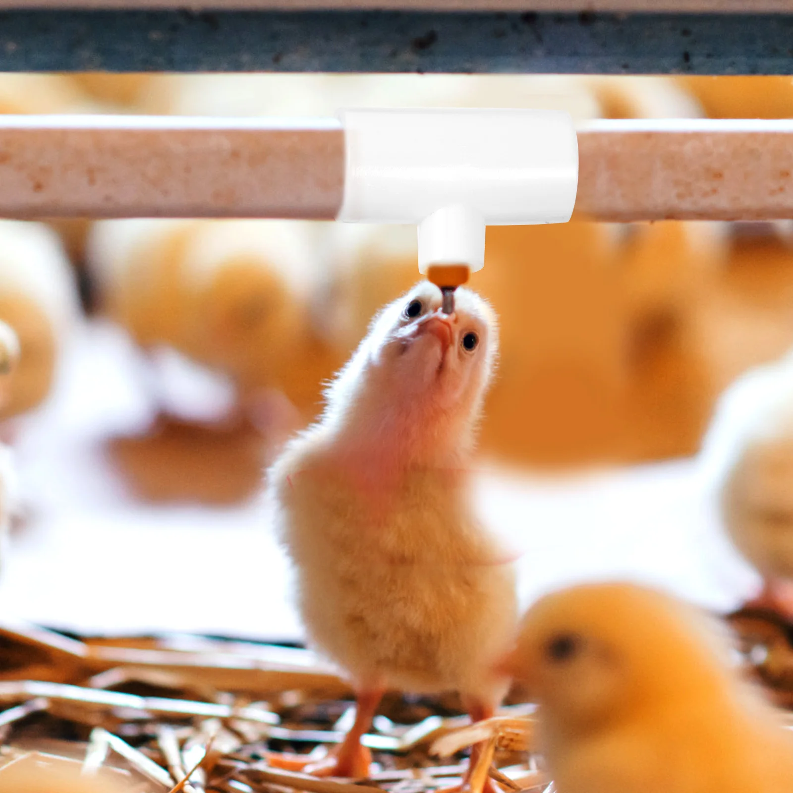 

20Pcs Chicken Waterer Tee Fittings Poultry Drinking Parts Durable Thread Design Leak Proof Connectors Poultry Waterer