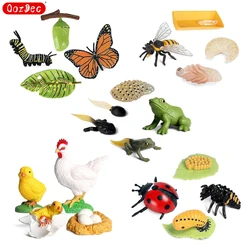 OozDec-Simulation Brinquedo modelo animal pequeno, ciclo de vida do crescimento, sapo, tartaruga, frango, Montessori, jardim de infância, ensino Aids, atacado