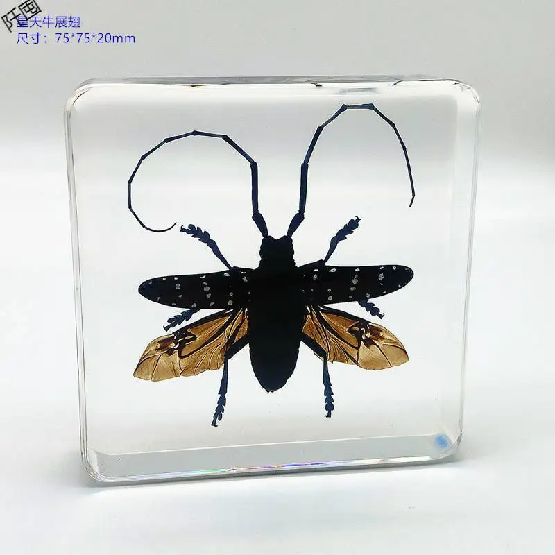 

Real insect wing spreading amber teaching specimen home decoration gift beetle golden turtle cicada spider home accessories