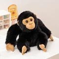 chimpanzee