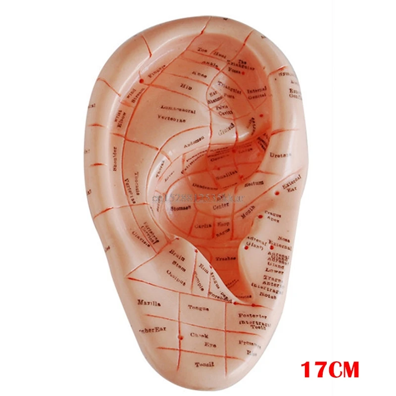 English version Ear explanation  earpins model model auricular application model ear  points model 17 cm