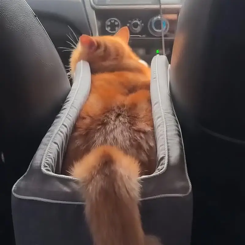 Small dog going out front and rear seat cushions
