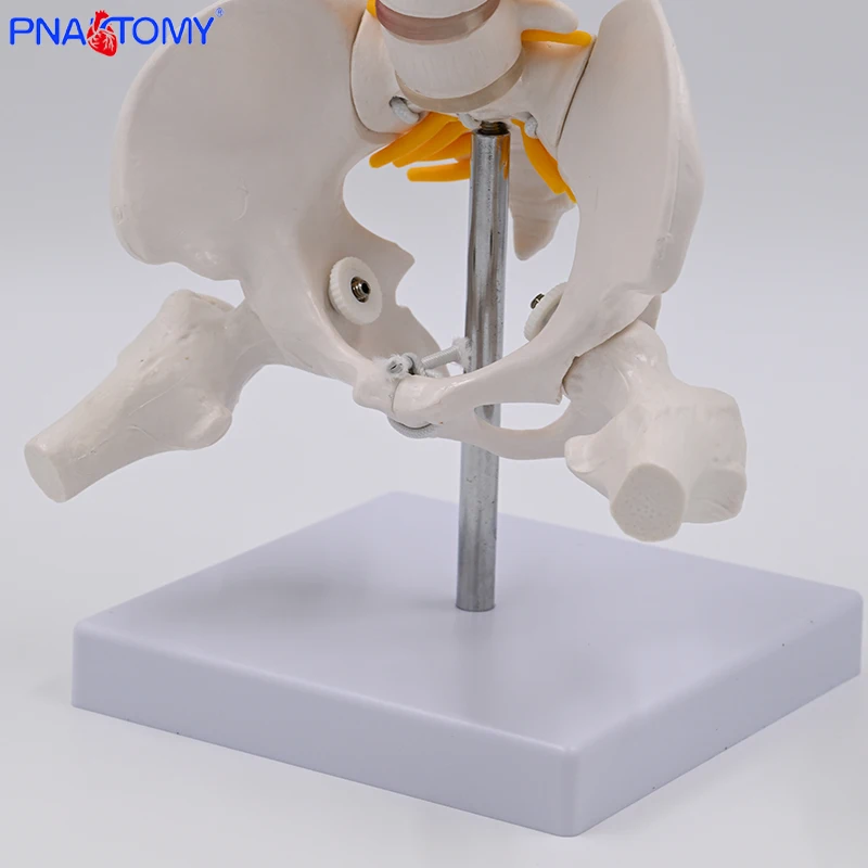 Mini Human Movable Pelvic Model, Lumbar Spine, Postpartum Repair of Pelvic Joints, Medical skeleton Pelvis Bone Anatomy