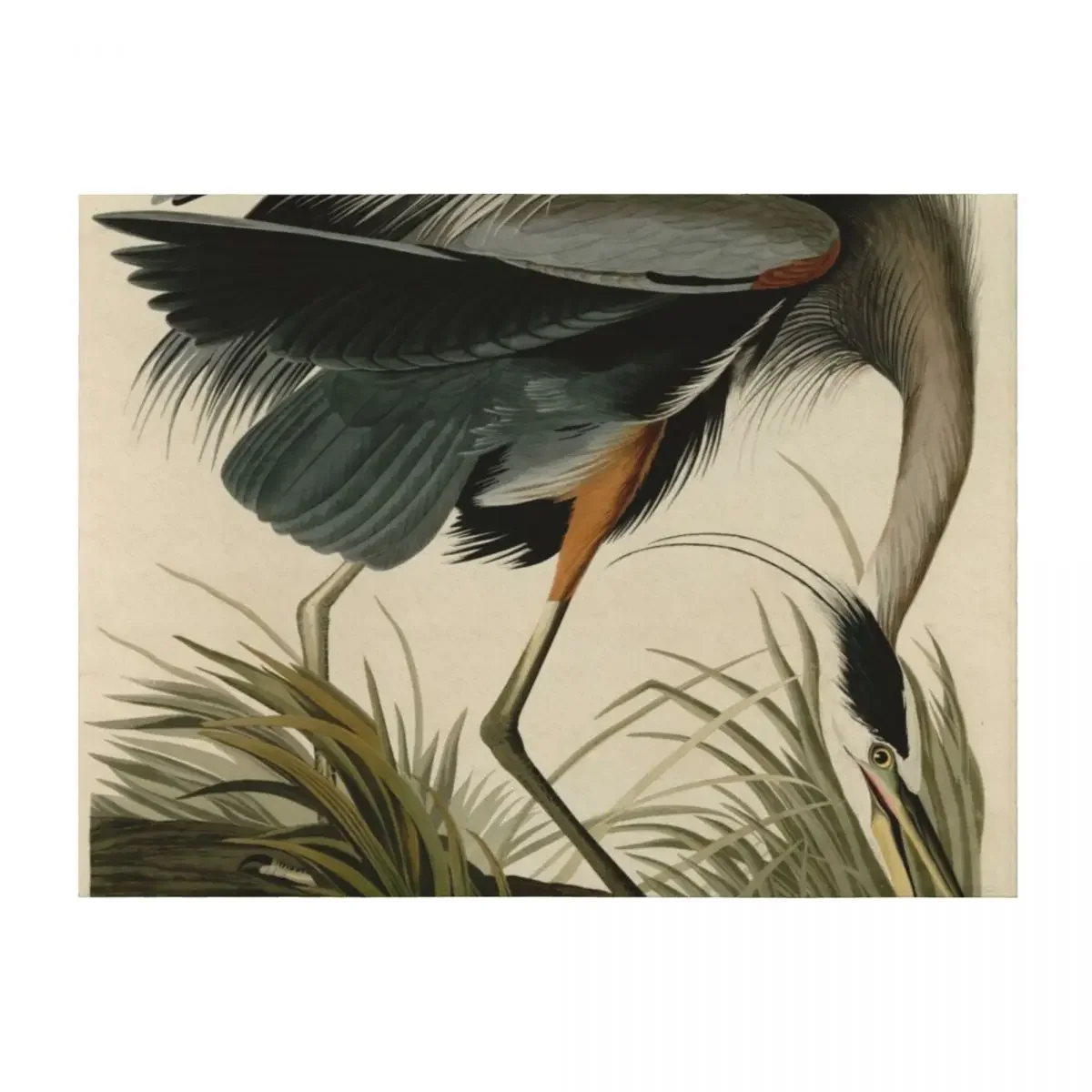 

Detail Great blue Heron / Cropped / Birds of America / Vintage watercolour birds fragments original background Throw Blanket