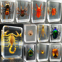 Real Insect Specimens Resin Hexapod Desk Home Decor Appreciation Teaching Home Decoration Accessories for Living Room Kids Gift