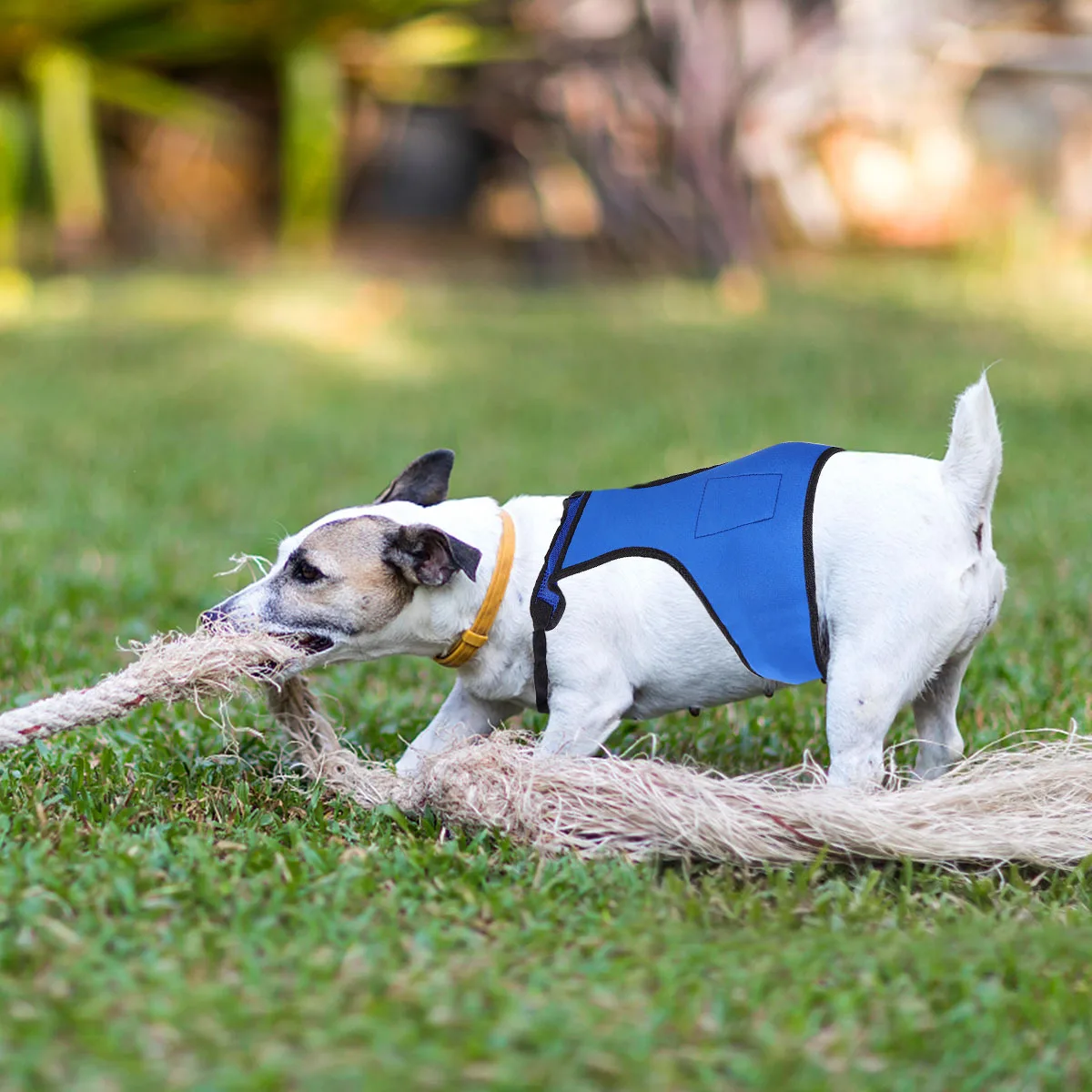 

Pet Cooling Harness Adjustable Medium Large Dog Chest Strap Breathable Sweat Absorption Cooler for Walking Jogging